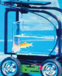 माशाने केला गाडी चालवण्याचा विक्रम